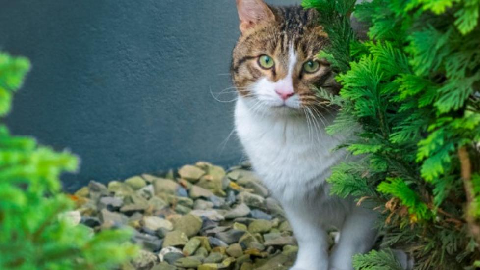 Bringing a stray cat clearance indoors